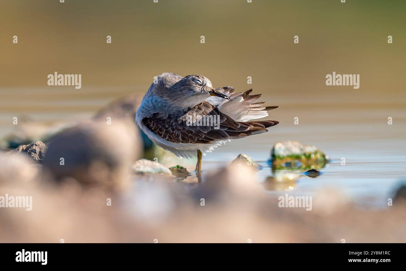 Temminck`s Stint (Calidris temminckii), Avrupa ve Asya kıtalarının kuzey kesimlerinde yaşayan bir sulak alan kuşudur. Bataklık alanlarda beslenir. Stock Photo